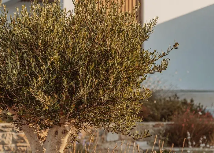Aelo Mykonos Paradise Beach (Mykonos)