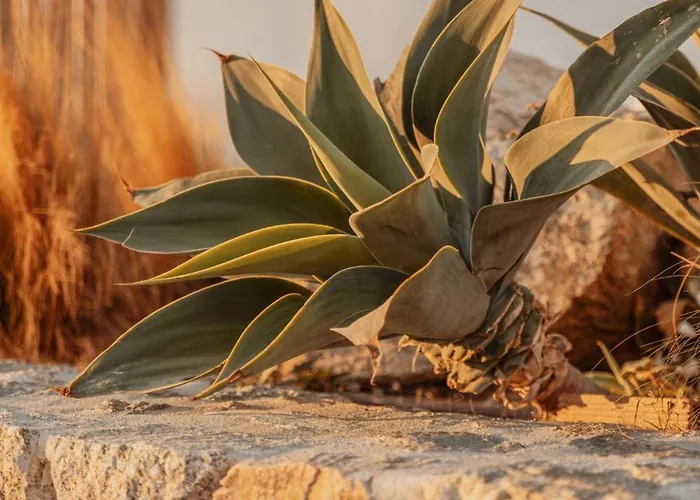 Aelo Mykonos Ξενοδοχείο 4*